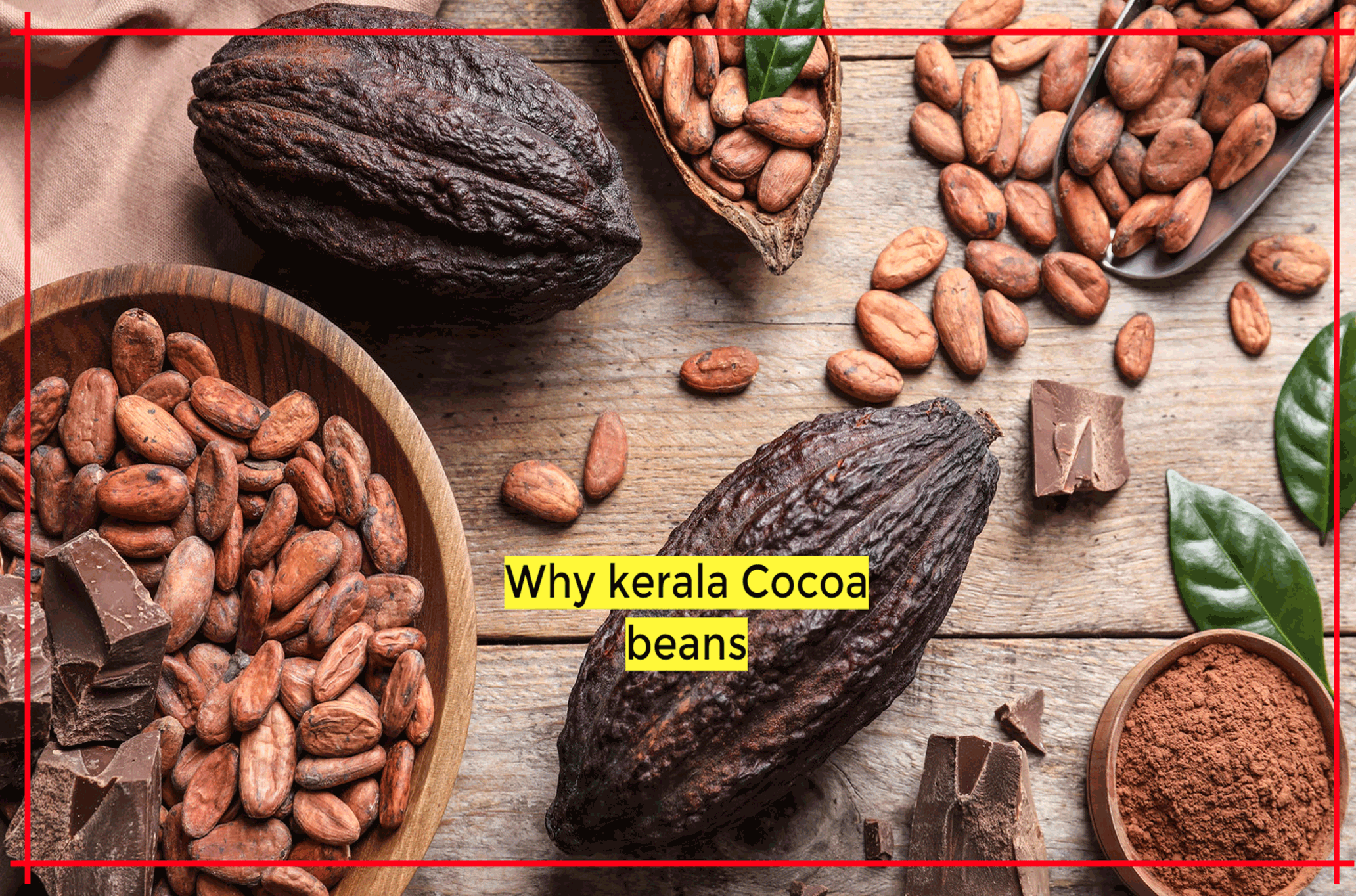 Kerala cocoa beans are the best